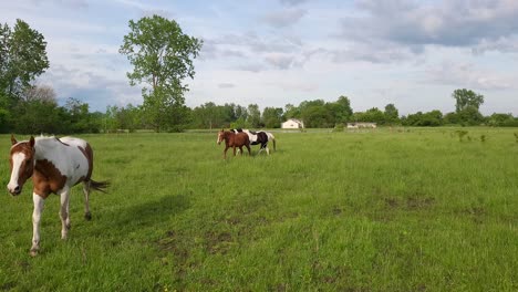 Manada-De-Hermosos-Sementales-En-Tierras-De-Cultivo-Locales-De-Michigan,-Vista-De-Mano