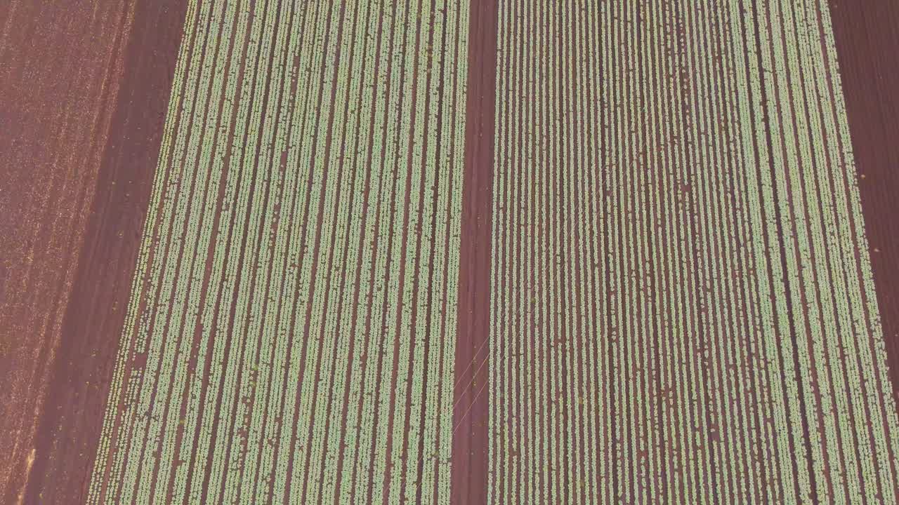 드론이 위에서 옥수수 수확 과정을 촬영합니다.
