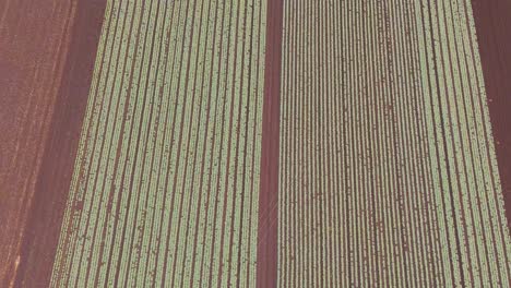 el dron captura el proceso de cosecha del campo de maíz desde arriba.