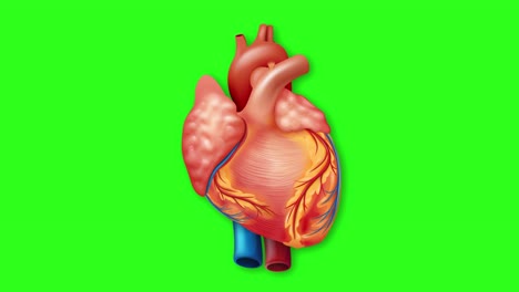 animated human heart beating on chroma key background