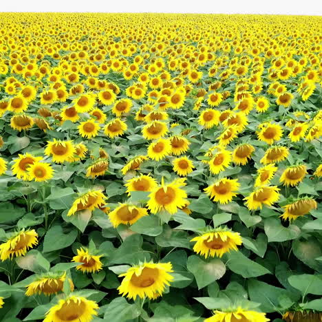 beautiful sunflowers growing in the field and the wind rocking green plants. large area of yellow flowers in the rural place for farming. agriculture. camera moves forward.