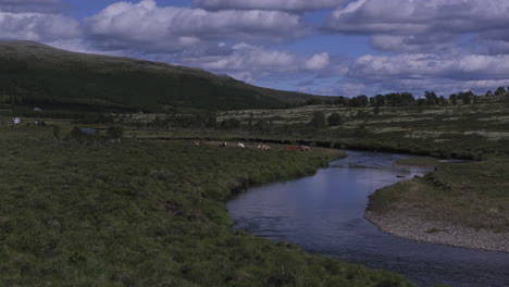 toma de vacas relajándose cerca de un río sinuoso a lo largo del campo rural en un día nublado