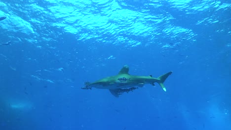 Tiburón-Oceánico-De-Punta-Blanca-Que-Pasa-En-Aguas-Poco-Profundas-Bajo-Barcos-De-Buceo