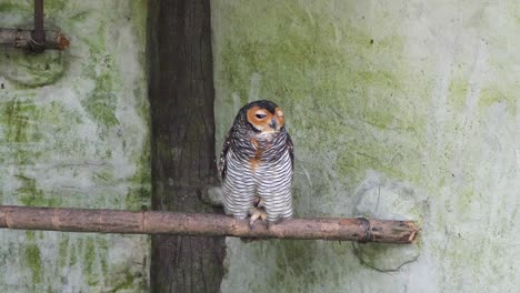 in quiet corner, calm and still, the spotted wood owl sits with will