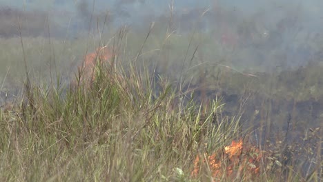 Wildfires-in-the-Amazon-rainforest-burn-grass-from-a-drought-season-caused-by-global-warming