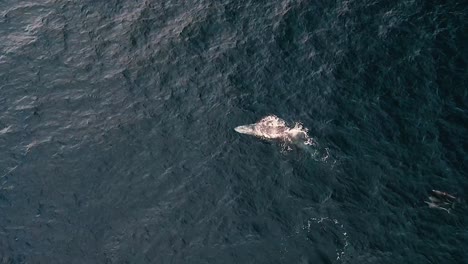 giant grey whale kicks tail back and forth, drone view 4k