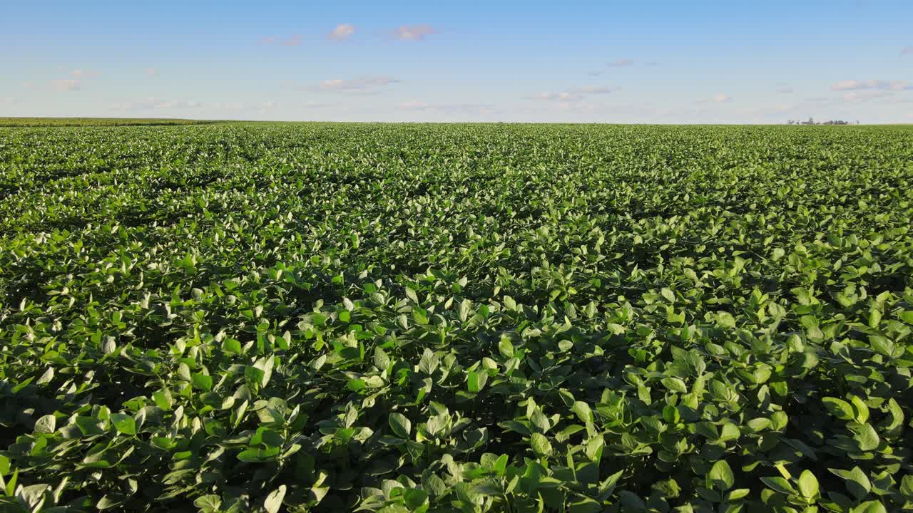 Lush soybean crop spreads across flat agricultural land in La Pampa seen from aerial