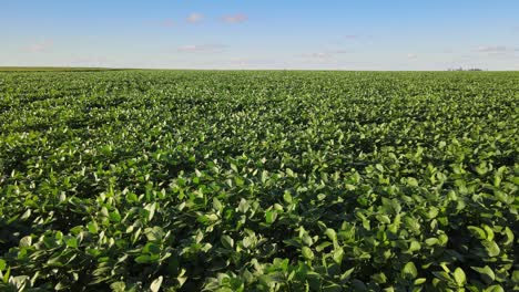 lush soybean crop spreads across flat agricultural land in la pampa seen from aerial
