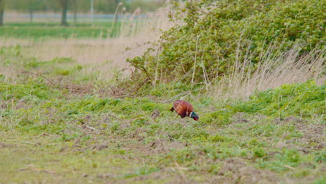 common pheasant grazing in windblown grass near countryside road