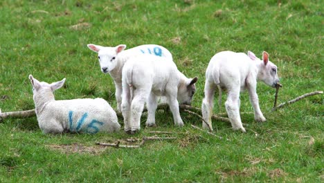 four lambs standing and sitting in a grass field on a farm beside a tree branch