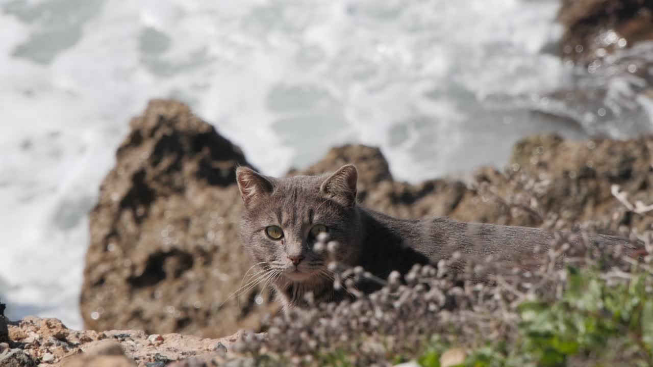 Omstrejfende kat kigger direkte ind i kameraet på stranden med bølger, der slår ind i baggrunden i slowmotion