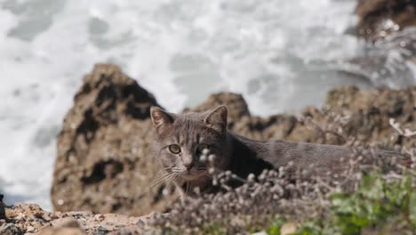 stray cat looking directly into camera on the beach with waves crashing in background in slow motion
