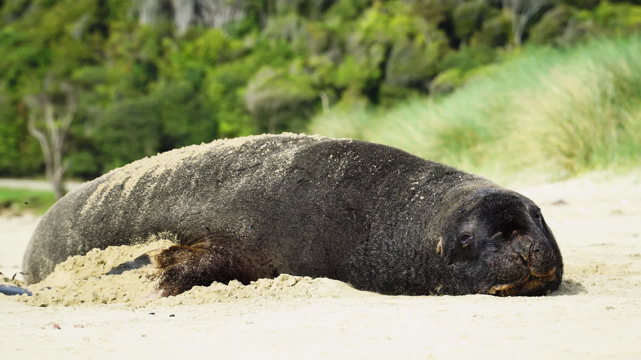 Tired Sea lion sleeping on a beach sand in new zealand