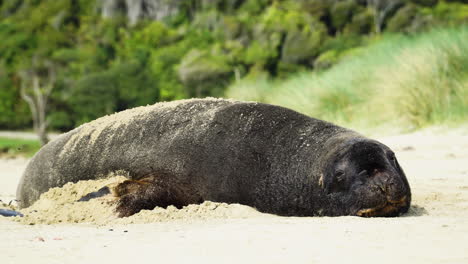 León-Marino-Cansado-Durmiendo-En-La-Arena-De-Una-Playa-En-Nueva-Zelanda