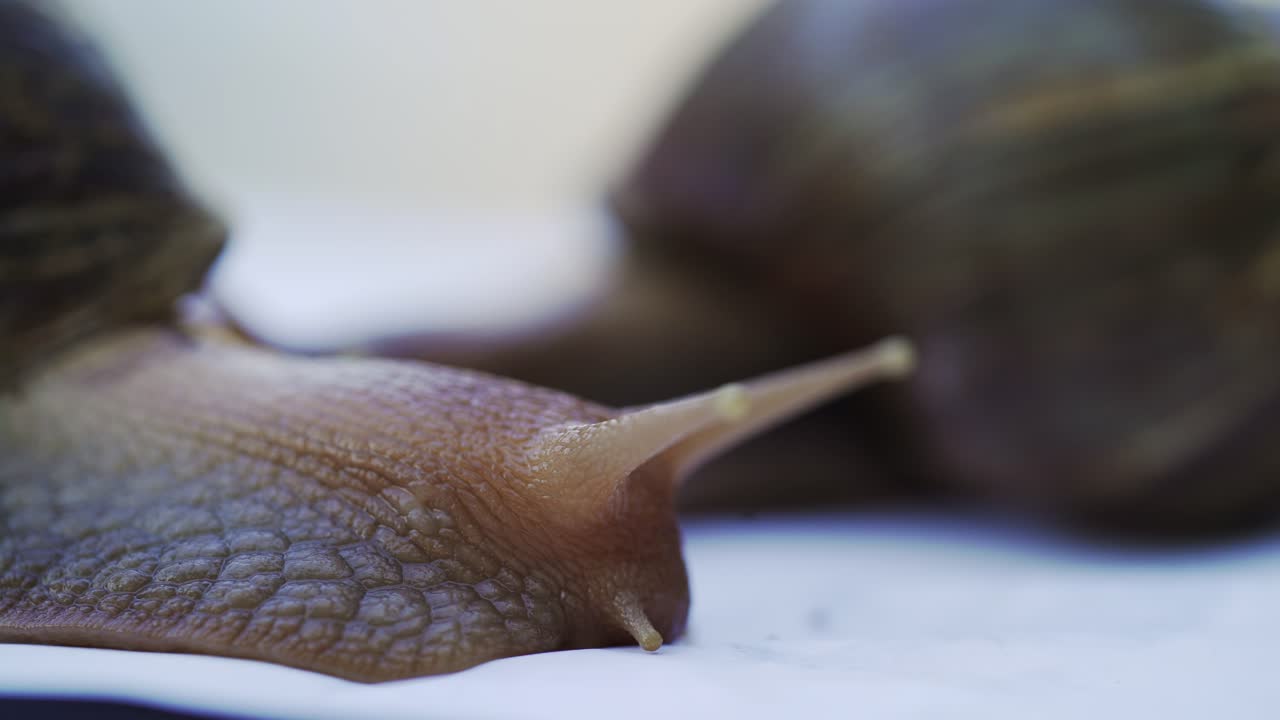 Giant african land snails is crawling. Domestic shellfish with healing mucus.