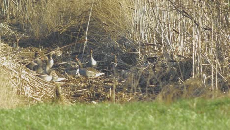 Beautiful-large-flock-of-Greylag-goose-breeding-in-the-green-agricultural-field-Northern-Europe-during-migration-season,-sunny-spring-day,-distant-medium-low-angle-shot