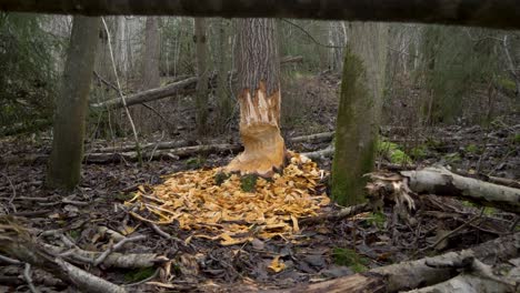 Tree-trunk-base-recently-gnawed-by-Beaver---Crane-down-wide-reveal-shot