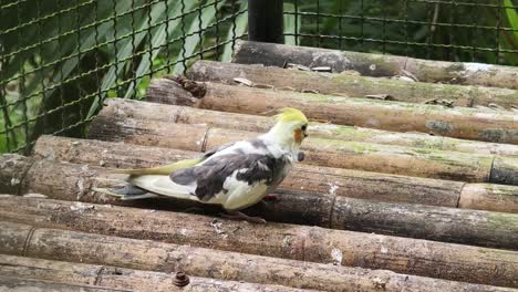 cockatoo in a bamboo cage