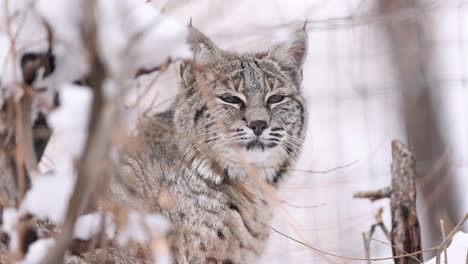 sleepy bobcat in the snow slowly looking around and then staring directly at the camera