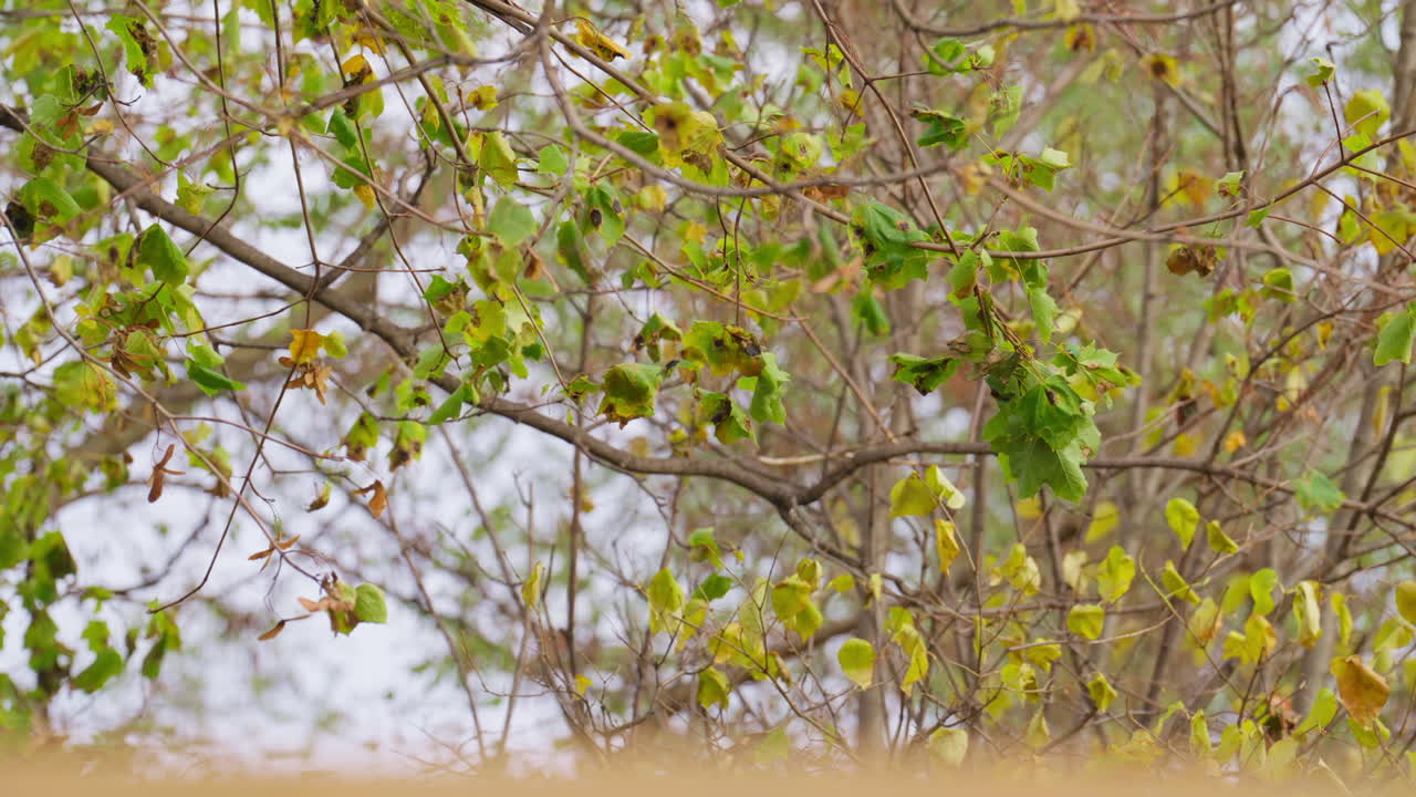 Wind rustles green leaves on tree branches on a breezy autumn day