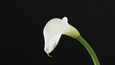 video of white kalia flower with copy space on black background