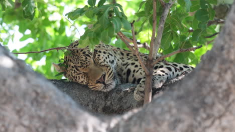 african leopard sleeping on tree in the wild