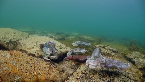 Riesige-Australische-Tintenfische-Sepia-Apama-Migration-Whyalla-Südaustralien-4k-Zeitlupe,-Paarung,-Eier-Legen,-Kämpfen,-Aggregation,-Unter-Wasser