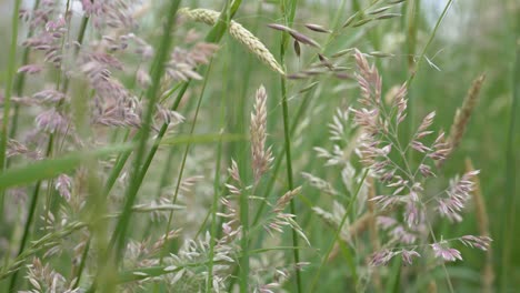 yorkshire fog grass blowing in the wind