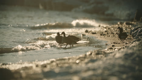 wild canadian geese silhouette walking into beach waves during summer sunset