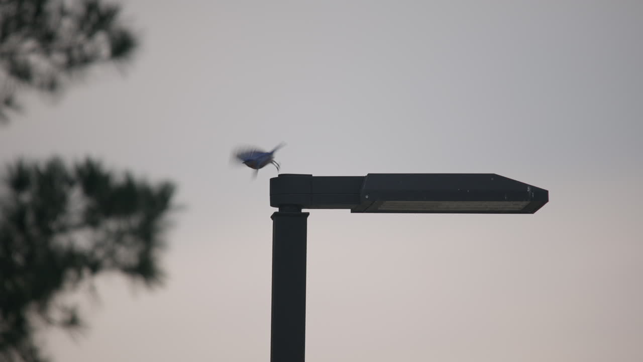 Burung biru terbang dari puncak tiang lampu di taman.