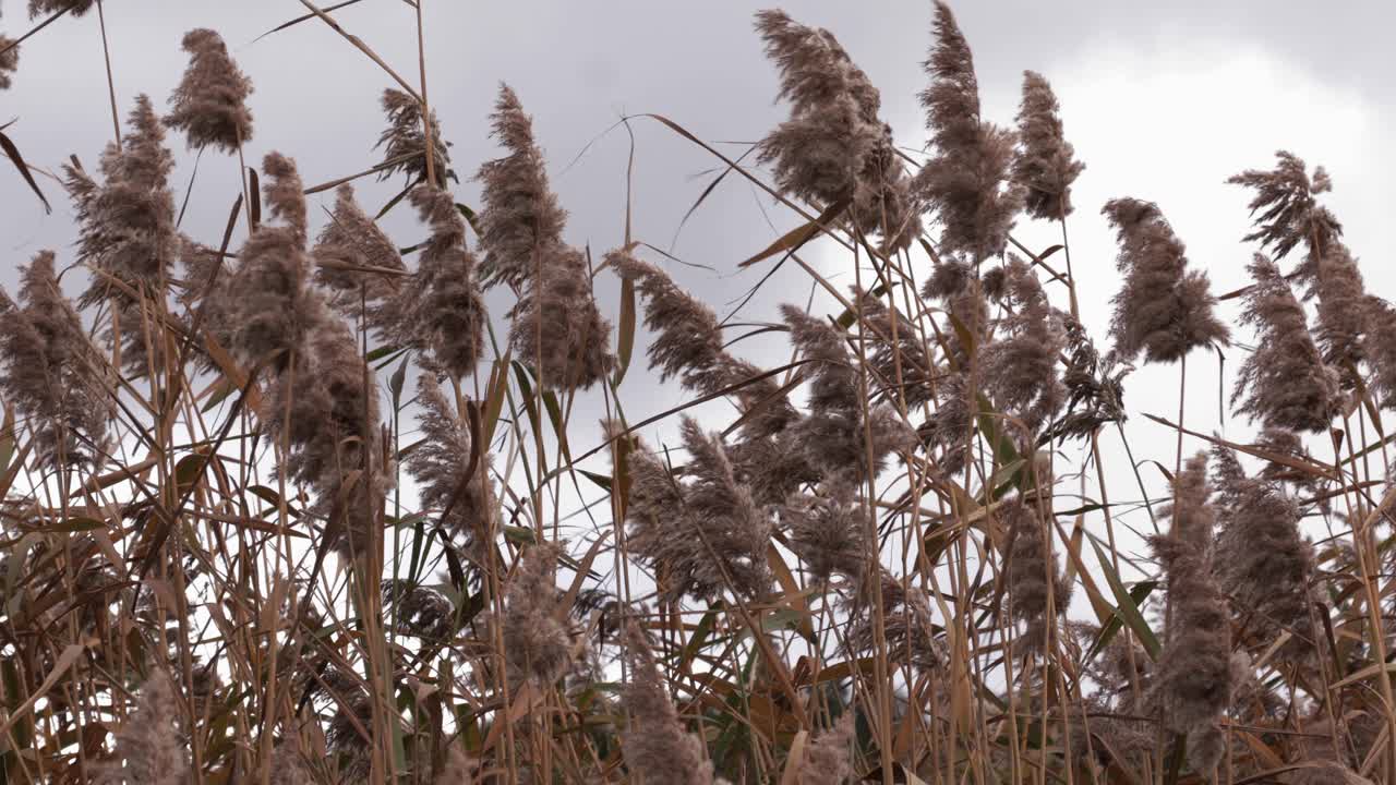 el viento susurra cañas de caña en el lago de montaña, creando una tranquila escena de otoño