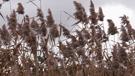 Der-Wind-Lässt-Das-Schilfrohr-Am-Bergsee-Rascheln-Und-Schafft-So-Eine-Ruhige-Herbstszene