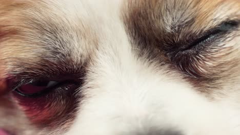 close-up macro depth of field details of the dog's eyes, nose, and mouth that blink and waits for the owner