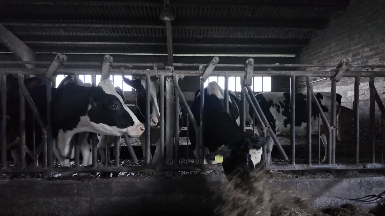 Slow motion footage of Holstein cattle feeding on straw inside a winter barn environment