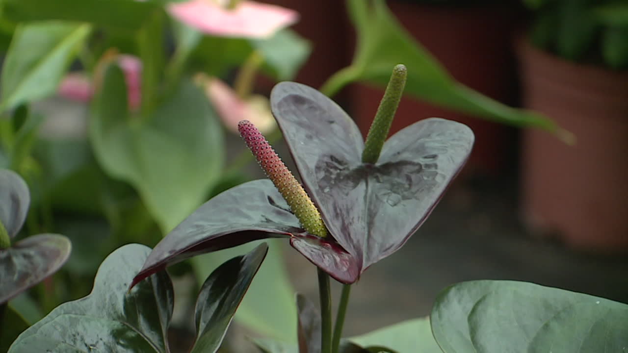 Dark Anthurium Plant