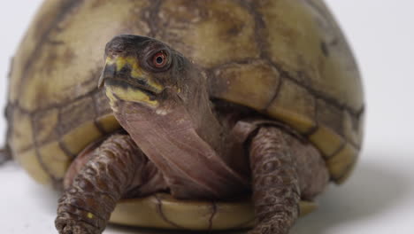 Common-box-turtle-turns-away-from-looking-directly-into-camera---white-background