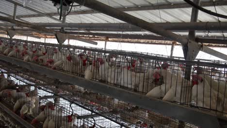 Aves-De-Corral-Aves-Granero-Huevos-Granja-Interior-Agricultura