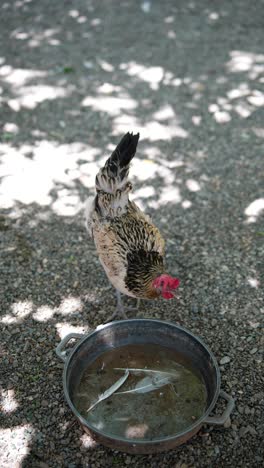 chicken drinking from a bowl