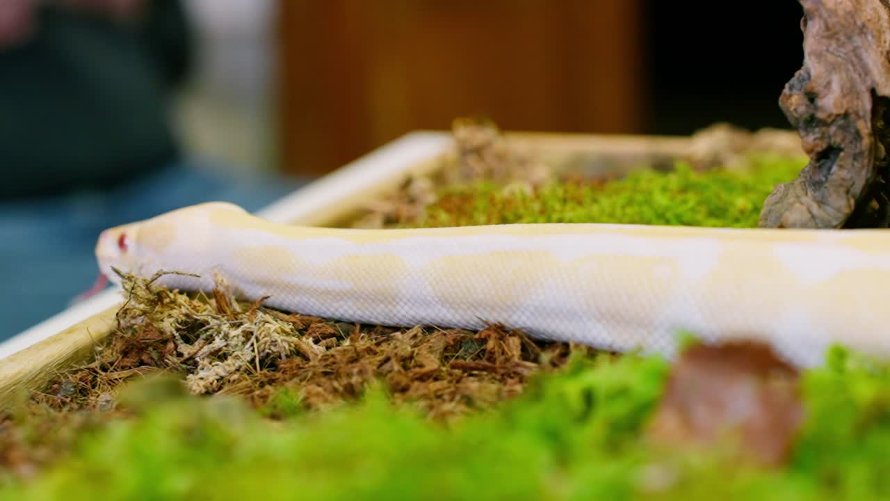 Slithering albino snake moving through moss in slow motion, showing detailed texture