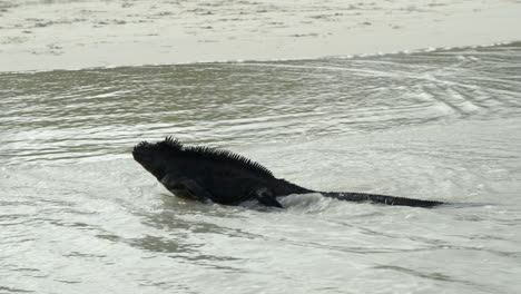 Marine-Iguana-Walking-Through-Tortuga-Beach-Waters-In-The-Galapagos