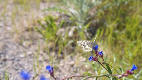 Hermosa-Mariposa-Se-Sienta-En-Una-Flor-Silvestre-Azul-Púrpura,-Bebiendo-Néctar