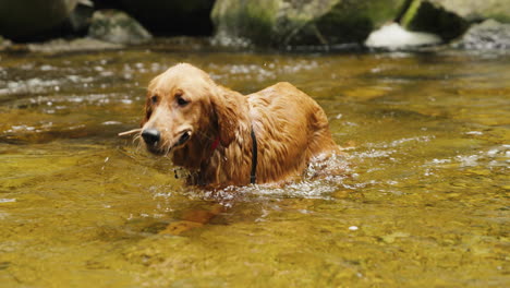 cachorro golden retriever nadando y sacando un pequeño palo de un río