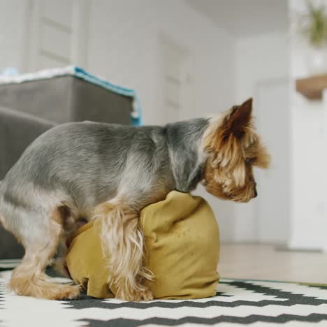 un perrito divertido juega con una almohada