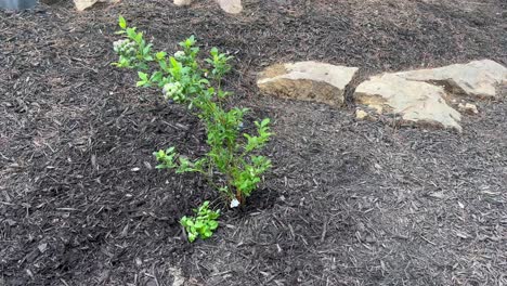 planting blueberry bushes along driveway - diy home project