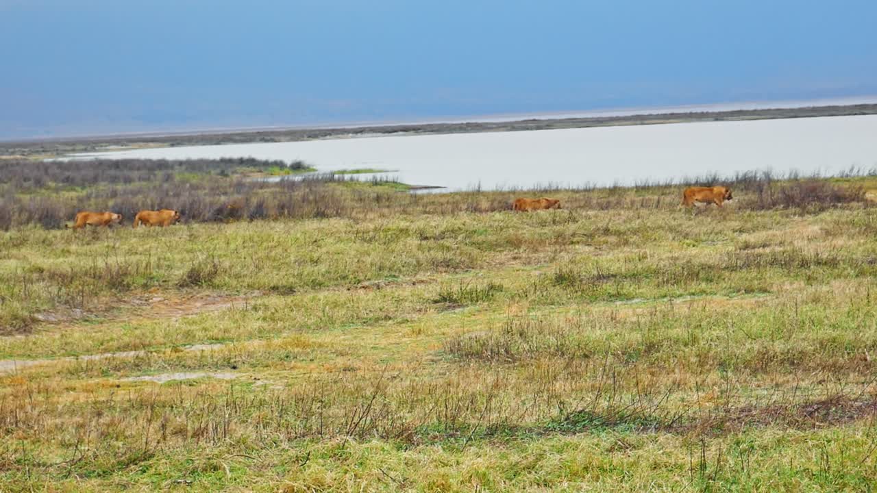 Des lions mâles rôdent dans les plaines du cratère du Ngorongoro tandis qu'une hyène les suit depuis les hautes herbes épaisses, épiant leur chemin dans l'espoir d'un repas, capturant ainsi la rivalité tendue entre prédateurs dans la savane sauvage de Tanzanie.