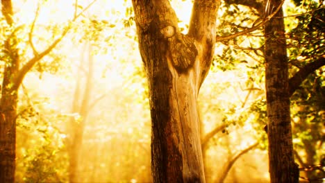 rayos de luz solar en un bosque brumoso en otoño