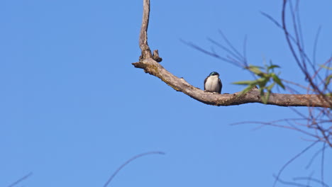 Purple martins ride the breeze in mesmerizing slow motion this spring.