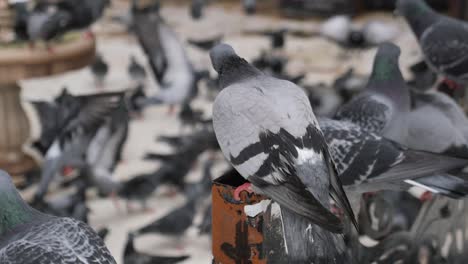 una bandada de palomas en la ciudad