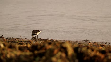 a beach bird eats some insects in the water