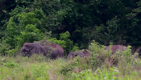 Los-Elefantes-Asiáticos-Son-Especies-En-Peligro-De-Extinción-Y-También-Son-Residentes-De-Tailandia